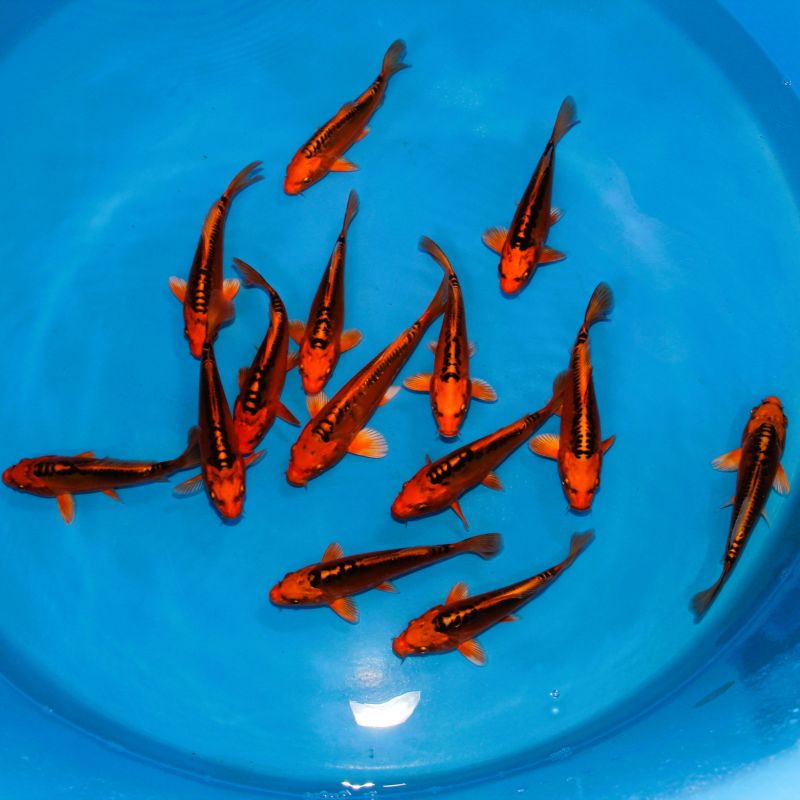 Koi Japon Tosai Mizuho HQ select 18-20cm eleveur Marusei Koi Japon Tosai Mizuho HQ select 18-20cm eleveur Marusei