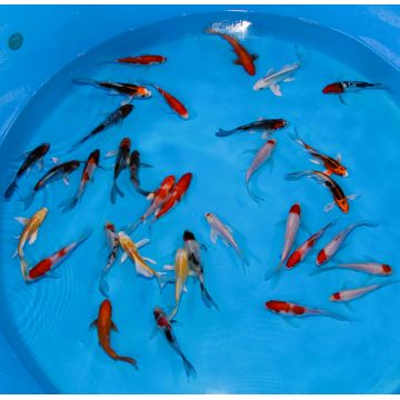 Koi Japon Tosai Longfin (voilés) mix Select 13-15cm 
