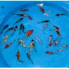 Koi Japon Tosai Longfin (voilés) mix Select 13-15cm 