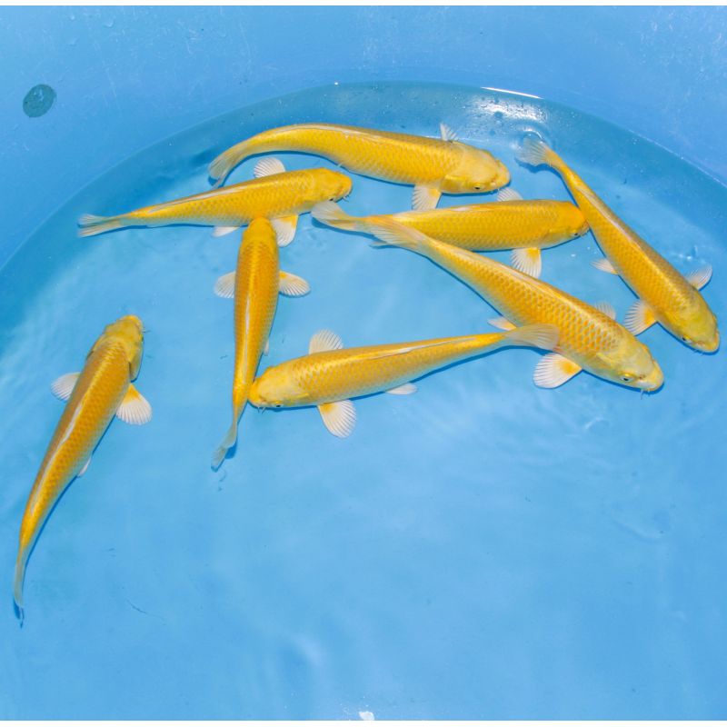 Koi Japon Tosai Yamabuki Tateshita mâles 25-30cm éleveur Izumiya Koi Japon Tosai Yamabuki Tateshita mâles 25-30cm éleveur Izumiya