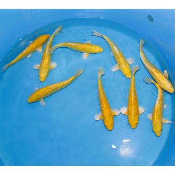 Koi Japon Tosai Ginrin Yamabuki Tateshita mâles 25-30cm éleveur Izumiya