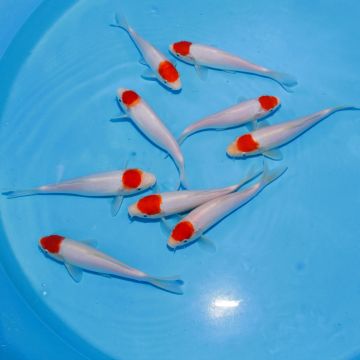 Koi Japon Tosai Tancho HQ Select 20-25cm eleveur Marujyu 