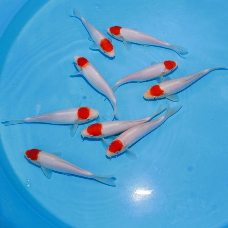 Koi Japon Tosai Tancho HQ Select 20-25cm eleveur Marujyu Koi Japon Tosai Tancho HQ Select 20-25cm eleveur Marujyu