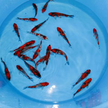 Koi Japon Tosai HQ Mix select 18-20cm eleveur Kawakami
