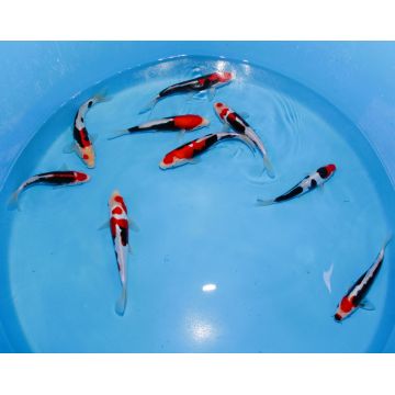 Koi Japon Tosai HQ mix select 23-25cm eleveur Kawakami