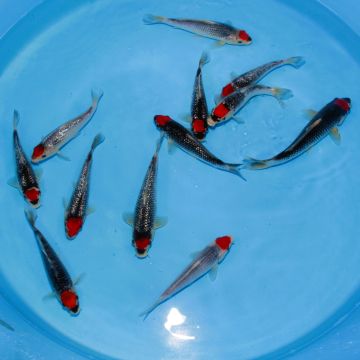 Koi Japon Tosai HQ mix select 23-25cm eleveur Kawakami