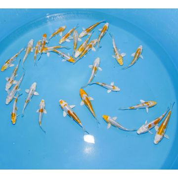 Koi Japon Tosai Doitsu Hariwake select 13-15cm eleveur Yamazaki