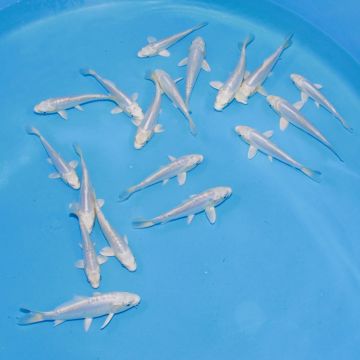 Koi Japon Tosai Doitsu Purachina Select 13-15cm eleveur Yamazaki