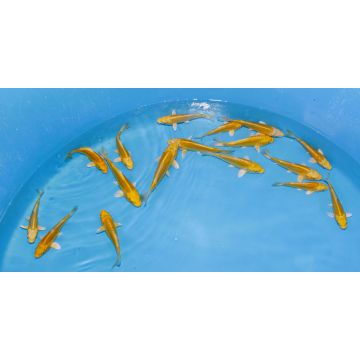Koi Japon Tosai Doitsu Yamabuki select 13-15cm eleveur Yamazaki