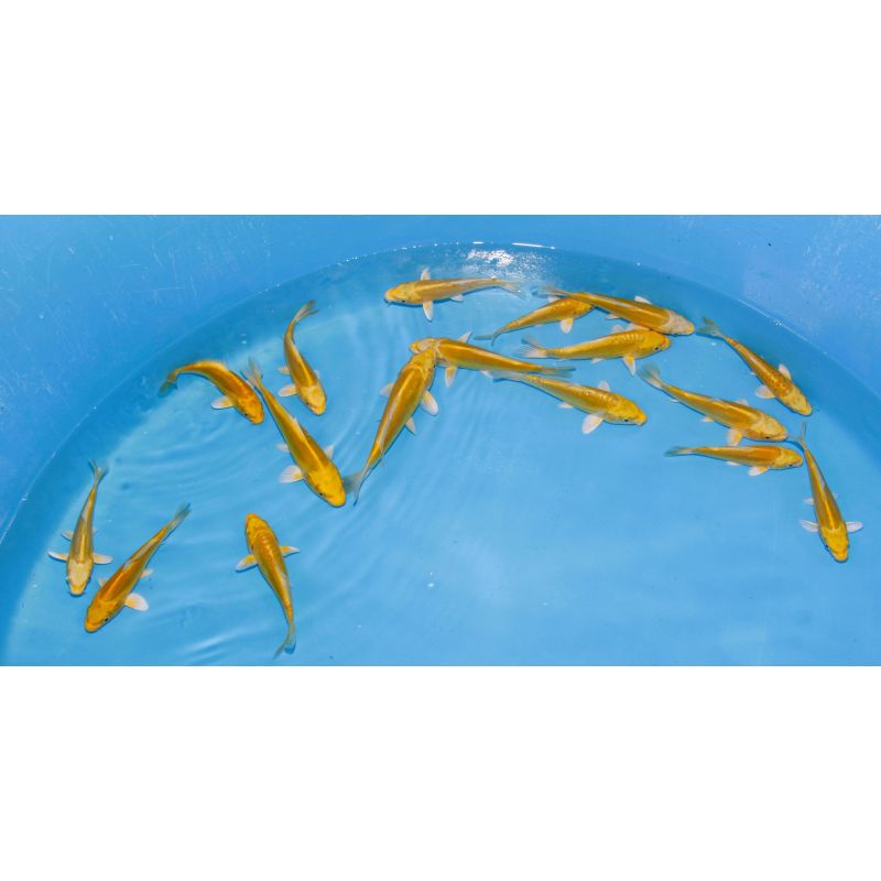 Koi Japon Tosai Doitsu Yamabuki select 13-15cm eleveur Yamazaki Koi Japon Tosai Doitsu Yamabuki select 13-15cm eleveur Yamazaki