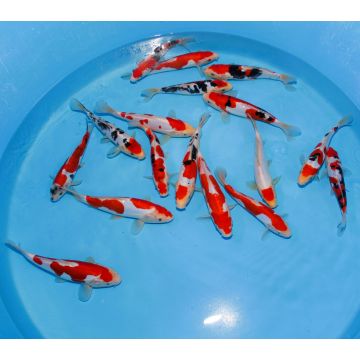 Koi Japon Tosai Doitsu Gosanke HQ select 23-25cm eleveur Hidemasa