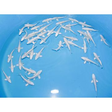 Koi Japon Tosai Purachina 12-15cm eleveur Sakasume