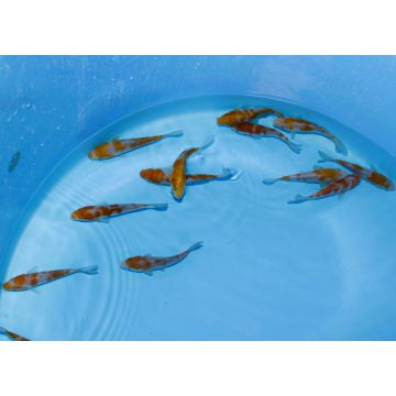 Koi Japon Tosai Ochiba Select 13-15cm eleveur Yamaju