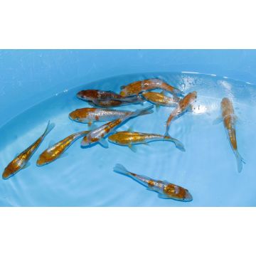 Koi Japon Tosai Ginrin Ochiba Select 13-15cm eleveur Yamaju