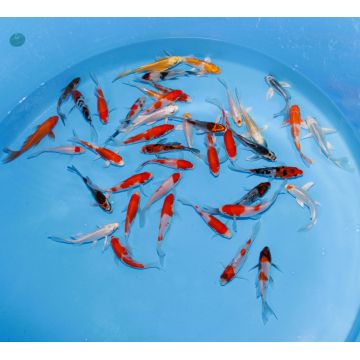 Koi Japon Tosai Longfin (voilés) mix Select 13-15cm 
