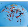 Koi Japon Tosai Longfin (voilés) mix Select 13-15cm 