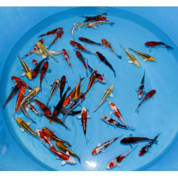 Koi Japon Tosai Mix HQ select 13-15cm eleveur Aoki
