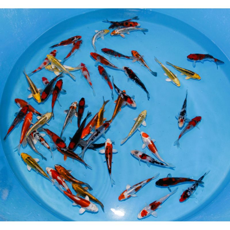 Koi Japon Tosai Mix HQ select 13-15cm eleveur Aoki Koi Japon Tosai Mix HQ select 13-15cm eleveur Aoki