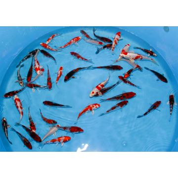 Koi Japon Tosai Mix Select 13-15cm eleveur Kano
