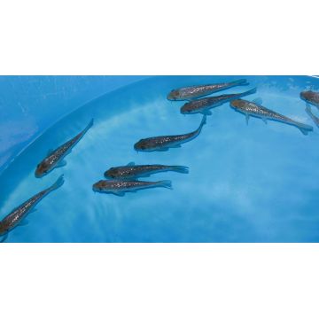 Koi Japon Tosai Soragoi - Ginrin Soragoi 13-15cm eleveur Takatatsu