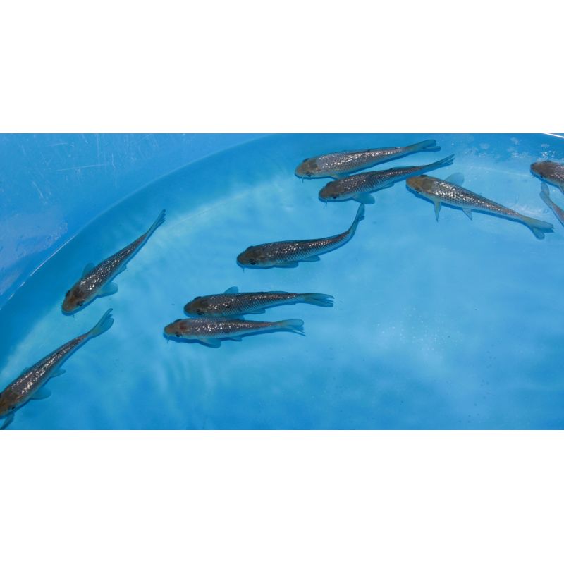 Koi Japon Tosai Soragoi 13-15cm eleveur Takatatsu Koi Japon Tosai Soragoi 13-15cm eleveur Takatatsu