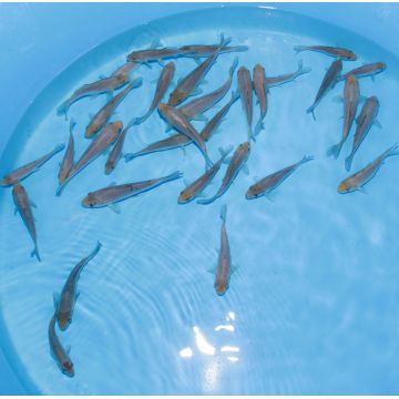 Koi Japon Tosai Ginrin Soragoi 13-15cm eleveur Takatatsu 