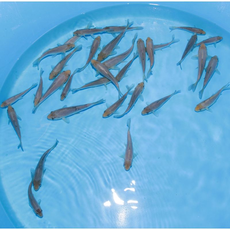 Koi Japon Tosai Ginrin Soragoi 13-15cm eleveur Takatatsu 