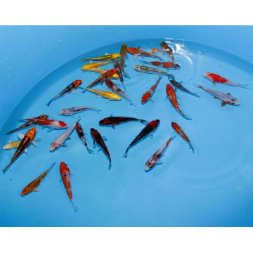 Koi Japon Tosai Mix 10-12cm eleveur Seiki