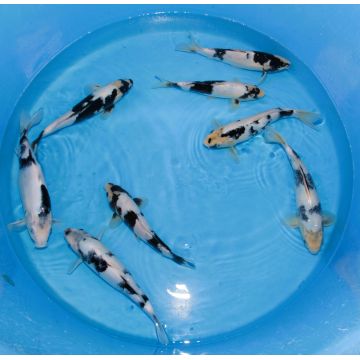 Koi Japon Nisai Shiro Utsuri 25-30cm eleveur Omosako