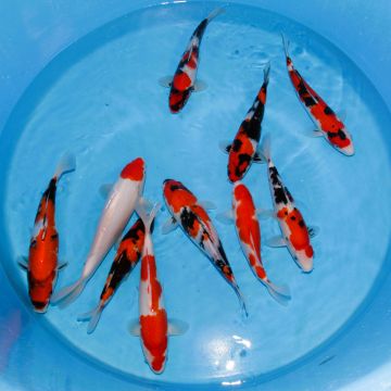 Koi Japon Nisai Mix Gosanke Select 25-30cm eleveur Marudo
