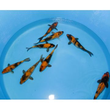 Koi Japon Tosai Ki Utsuri eleveur Otsuka 23-25cm