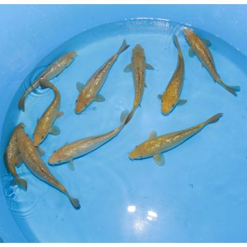 Koi Japon Tosai Ginrin Chagoi 22-25cm eleveur Marudo