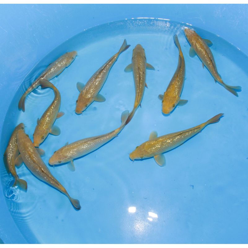 Koi Japon Tosai Ginrin Chagoi 22-25cm eleveur Marudo