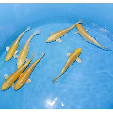 Koi Japon Tosai Shiro Utsuri Omosako Select 16-18cm