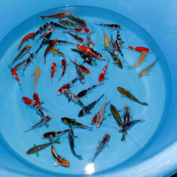 Koi Japon Tosai Mix HQ 15-17cm eleveur Otsuka