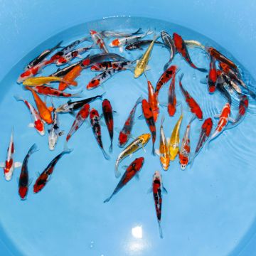 Koi Japon Tosai Mix HQ Select 16-18cm eleveur Aoki 