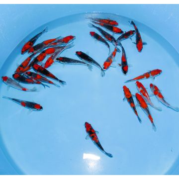 Koi Japon Tosai Mix Goshiki HQ Select 16-18cm eleveur Aoki 