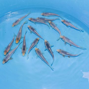 Koi Japon Tosai Asagi 15-17cm eleveur Kataoka