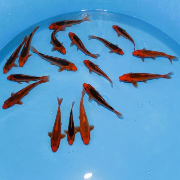 Koi Japon Tosai Aka Matsuba 15-17cm eleveur Kataoka