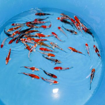 Koi Japon Tosai Mix Doitsu Kikusui, Doitsu Yamato, Hariwake, Kujaku, Kinki, Beni 13-15cm eleveur Marusaka