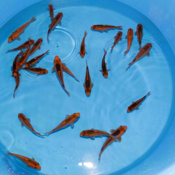 Koi Japon Tosai Aka Matsuba 13-15cm eleveur Otsuka
