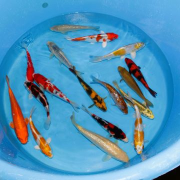 Koi Japon Nisai Select 25-30cm eleveur Maruhiro 