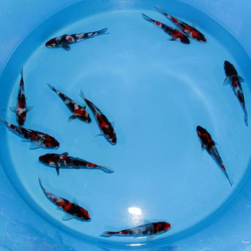 Koi Japon Tosai Showa Select HQ 18-22cm eleveur Kase