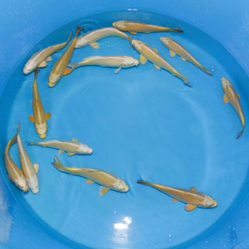 Koi Japon Tosai Kabuto Yellow HQ Select 23-25cm eleveur Izumiya