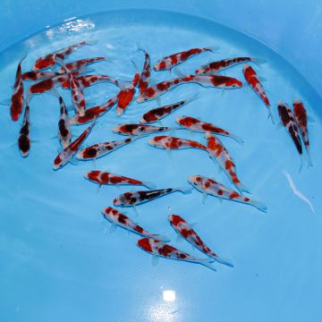 Koi Japon Tosai Goromo HQ 12-15cm eleveur Sakasume