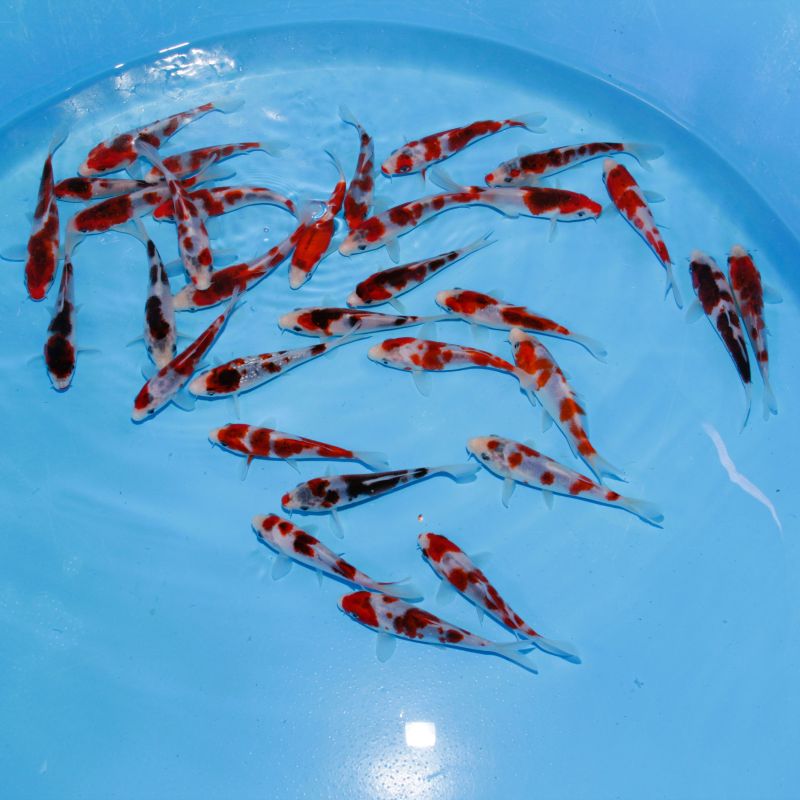Koi Japon Tosai Goromo HQ 12-15cm eleveur Sakasume