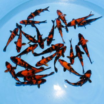 Koi Japon Tosai Hi Utsuri select 14-16cm eleveur Sakasume