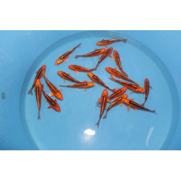 Koi Japon Tosai Mizuho HQ select 18-20cm eleveur Marusei