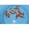 Koi Japon Tosai Mizuho HQ select 18-20cm eleveur Marusei