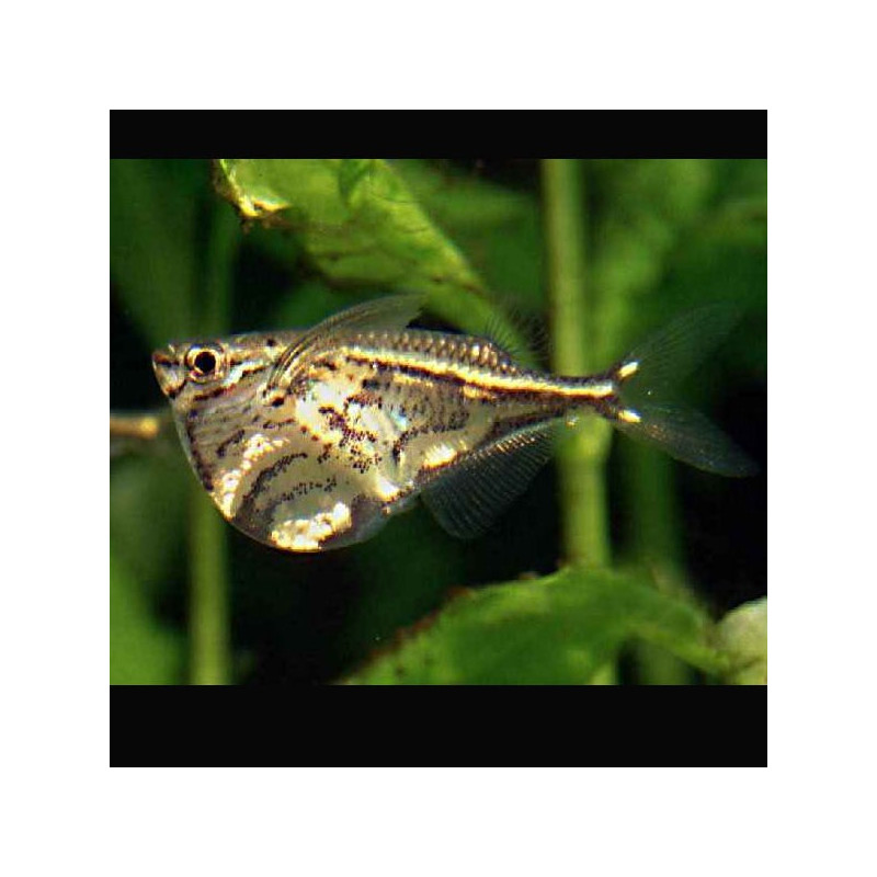 Carnegiella Strigata - Gemarmerde hachettevis